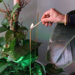 12x Záhradné Vonné Tyčinky Biofresh - (10 x 50cm) - Citrónová Tráva