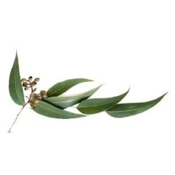 Tuhý Šampón Eucalyptus s Arganovým Olejom
