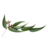 Tuhý Šampón Eucalyptus s Arganovým Olejom