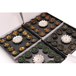 Vonná Živica - balenie 12 ks - Biela Šalvia