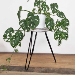 Albasia Drevený Stojan na Kvety - Vymývaná Biela