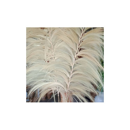 3x Prírodná Tráva Rayung Biela - 2m