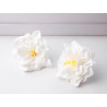 50x Mydlové Kvety pre Šikovné Ruky - Malá Pivonka - Biela