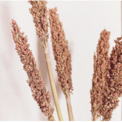 6x Trs Cantal Trávy - Hrdzavý