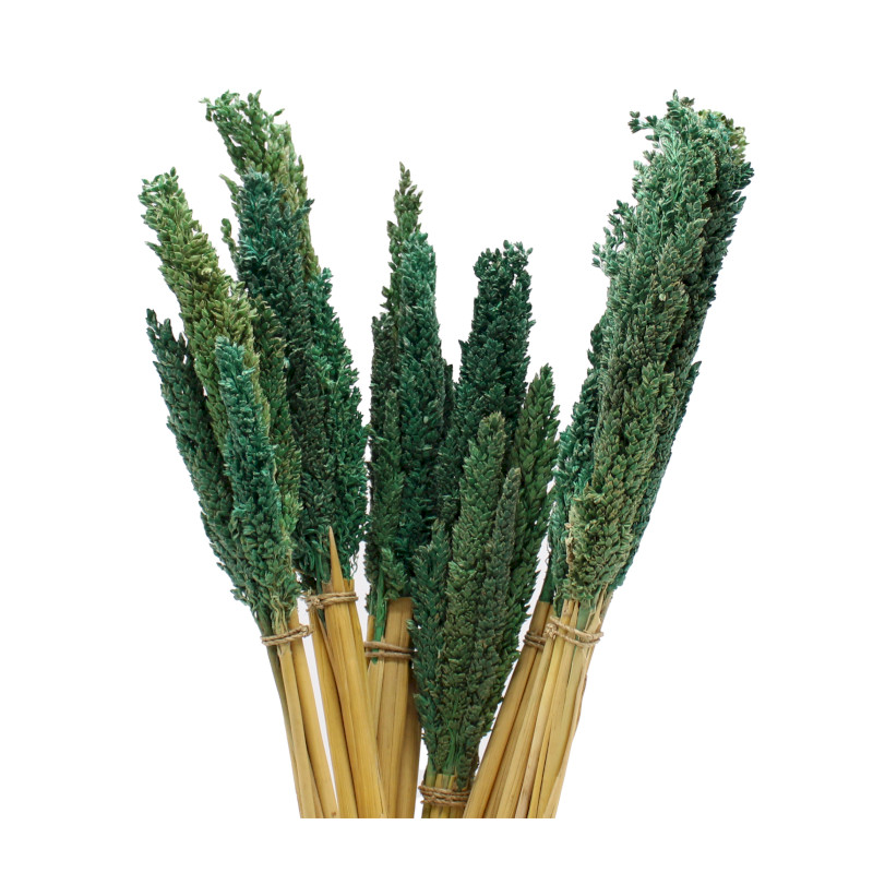 6x Trs Cantal Trávy - Modrozelený